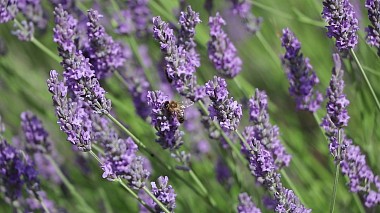 Balkan Award 2017 - Nejlepší videomaker - Love Provence