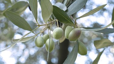 Award 2018 - Miglior debutto dell'anno - Olearia