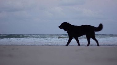 Videographer Rotera Wedding from Budapešť, Maďarsko - J&M Tel Aviv, Israel, wedding