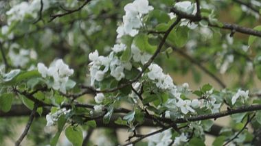 Videografo Arseni Ershov da Minsk, Bielorussia - Маша и Кирилл / Lovestory, engagement, musical video