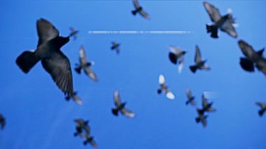 Videographer Василий Редько from Barnaul, Russia - Юля+Миша | Teaser, wedding