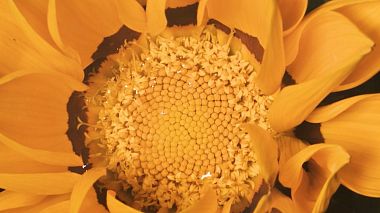 Videographer PHOTO PAPIS & SONS from Paphos, Kypr - Lauren & Ollie // 30 Seconds Wedding Teaser, wedding