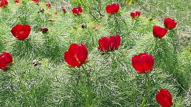 Voronej, Rusya'dan Nasir Shoshaev kameraman - Paeonia tenuifolia, drone video
