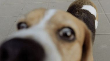 Видеограф Роман Каргаполов, Санкт-Петербург, Россия - Роуди, лавстори