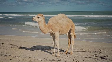 来自 下诺夫哥罗德, 俄罗斯 的摄像师 Marina Borodkina - TRAVEL 2 || Tunisia, December, event, musical video, reporting, showreel