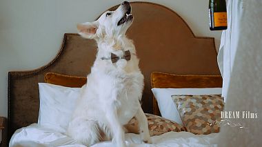 Videographer DREAM films from Petrohrad, Rusko - Свадебный тизер Wedding Teaser Alina&Slava, wedding