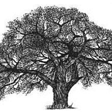 Videographer Vicente Marconetto