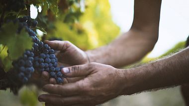 Відеограф Vertigo Video, Флоренція, Італія - Azienda Vinicola Falzari - Video Spot, advertising, corporate video