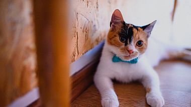 Videographer Cezar Brasoveanu đến từ This-is-Your-time, event, invitation, showreel, wedding