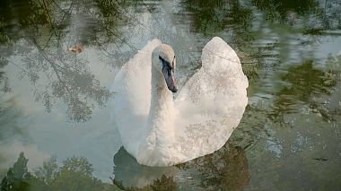 Videographer Cezar Brasoveanu from Bucarest, Roumanie - A & A, engagement, event, wedding