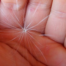 Videographer SetUpMedia S.n.c