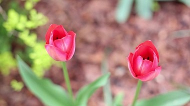 来自 布拉格, 捷克 的摄像师 Anežka Chudlíková - Promo video - Janka Chudlíková, advertising, corporate video, event