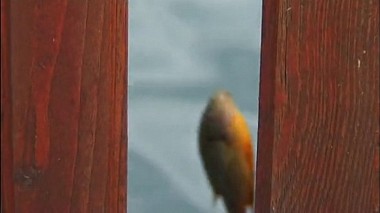 来自 索非亚, 保加利亚 的摄像师 Victor Popov Film Company - the ponton, humour