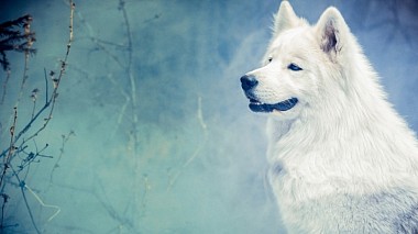 来自 乌兰乌德, 俄罗斯 的摄像师 Сергей Дружинин - Сказка Majic Story, baby