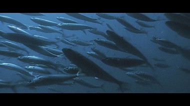 Videografo KittyWedding da Minsk, Bielorussia - A Story Of Eternal Lovelife , SDE, anniversary, wedding