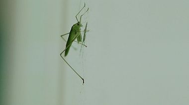 Videographer Darius Cornean from Oradea, Romania - The C&T Day, SDE, engagement, erotic, musical video, wedding