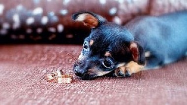 Videographer Artur Prihodkin from Krasnodar, Russia - SHOWREEL-2012, showreel