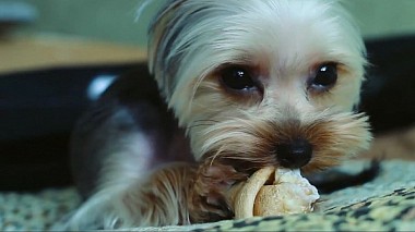 Βιντεογράφος Sergey Voronkov από Μόσχα, Ρωσία - Bonya, reporting