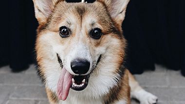 来自 莫斯科, 俄罗斯 的摄像师 Vadim Kiselev - V/N Same Day Edit, SDE