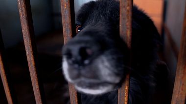 Videografo Evgeniia Steblinskaia da Krasnojarsk, Russia - Дружок, reporting