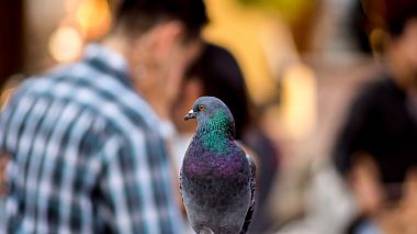 Filmowiec Visualizarte Films z Madryt, Hiszpania - El amor todo lo puede, wedding