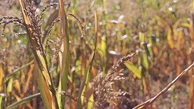Videographer Ilustre Photography from Porto, Portugalsko - Love Story, engagement