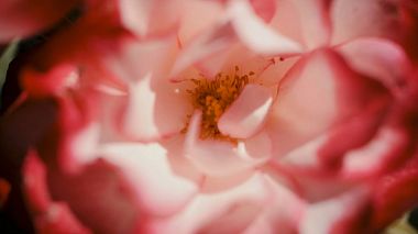 Видеограф Andrea Perrotta, Латина, Италия - Simone ed Elisabetta Wedding Film trailer, wedding