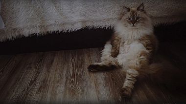 来自 沃洛格达, 俄罗斯 的摄像师 Сергей Болотов - Mom, I got married!, engagement, wedding