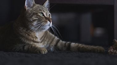 Videographer Foto-Video Roma đến từ Amo il mio gato, corporate video