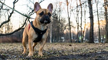 Videographer Aleksey Goryachev from Saint-Pétersbourg, Russie - Sam - french bulldog, moments from his life, humour