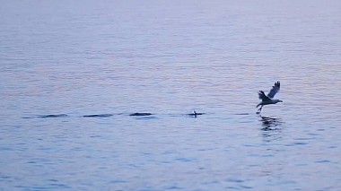 Βιντεογράφος Gaetano Pipitone από Ρέτζιο Καλάμπρια, Ιταλία - Se puo’ essere scritto, o pensato, …puo’essere Filmato..., anniversary, backstage, event