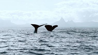 Videographer Veronika &amp; Michal Horejšovi.com from Prague, Czech Republic - Bára & Tomáš, wedding