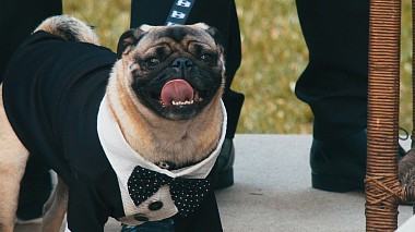 Videographer Ateliê Filmes from São Paulo, Brazílie - Short Film - Stephanie e Daniel - Fazenda Vila Rica, wedding